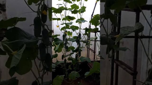 Огурцы .Сорт Адам смотреть онлайн