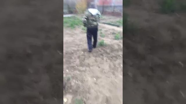 Николаевские голуби у Ашнина Ивана Владимировича.