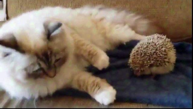 Кот против ежа Смотреть всем! смотреть онлайн