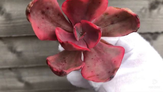 Echeveria Golden State Variegated смотреть онлайн