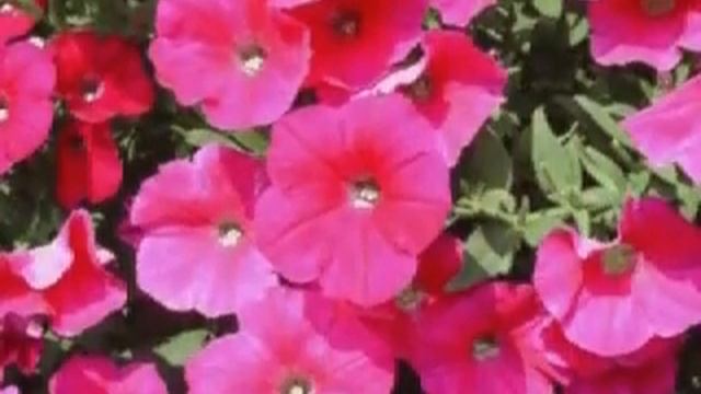 Gardening - Hot Pink  Petunias