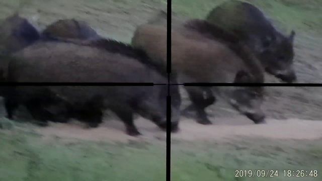 Охота на кабана с вышки 2019. смотреть онлайн