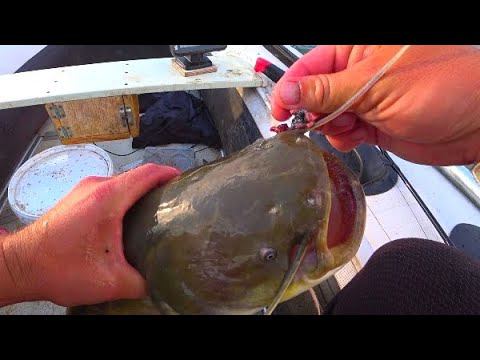 ДЕНЬ И НОЧЬ В ЛОДКЕ! ОХОТА ЗА СОМАМИ!!! РЫБАЛКА С НОЧËВКОЙ! смотреть онлайн