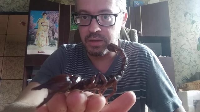 Обсуждаю комментарии. Скорпион Heterometrus Spinifer L8 гуляет по рукам смотреть онлайн