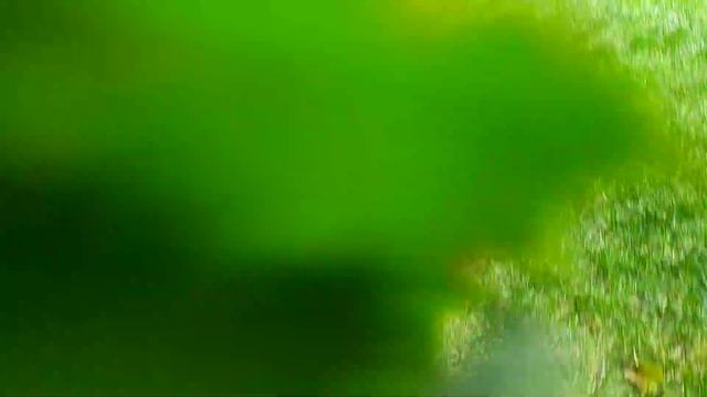 Первый урожай фундука Шедевр и Трапезунд. Киевская область. Київщина. Хата в селі смотреть онлайн