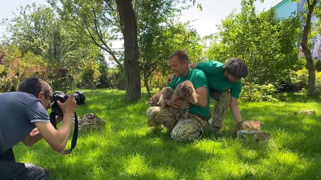 К маленьким тигрятам ПРИЕХАЛ КОРЕСПОНДЕНТ ТАСС ! смотреть онлайн
