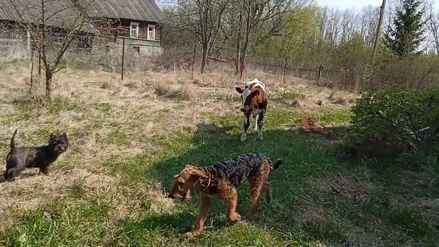 Влог/как дела на хозяйстве/обзор смотреть онлайн