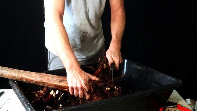 Bald Cypress from nursery stock part 2 Taxodium distichum смотреть онлайн