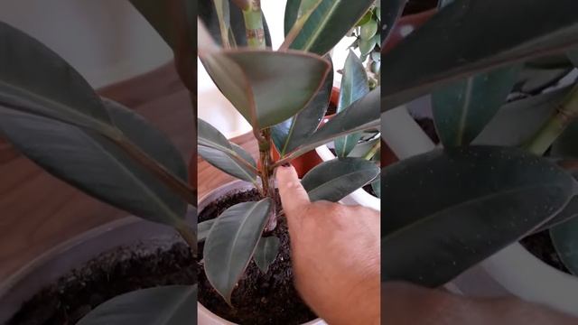 Фикус гүлінің күтімі.Как размножить фикус каучуконосный дома? Способы размножения фикуса смотреть онлайн