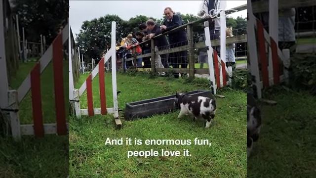 Meet The Adorable Micro Pigs Of Pennywell Farm - Bred Since 1992 смотреть онлайн