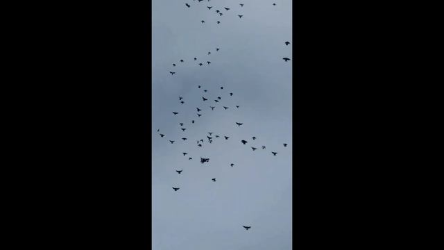 Николаевские голуби Макеевки п. Холодная Балка Дьяченко В.В. для Ромы Донецкого смотреть онлайн