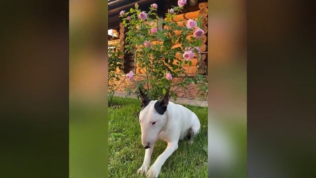 #Цветы и #бультерьер Жень) ??????????????? #bullterrier#Jane#rose#time#flowers смотреть онлайн
