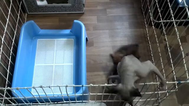 Щенки цвергпинчера 2011 Изгнание кота.mp4 смотреть онлайн