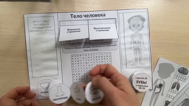 Строение тела человека. Изучаем анатомия со школьниками. Флэпбук памятка. Окружающий мир, биология смотреть онлайн