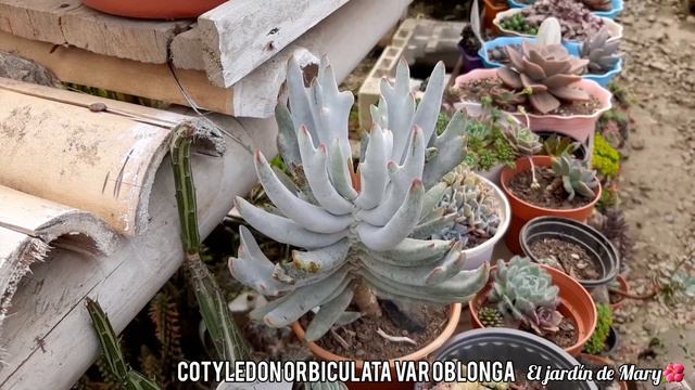 Último tour por mi jardín 2022 | parte 1 | El jardín de Mary🌺🌵 смотреть онлайн