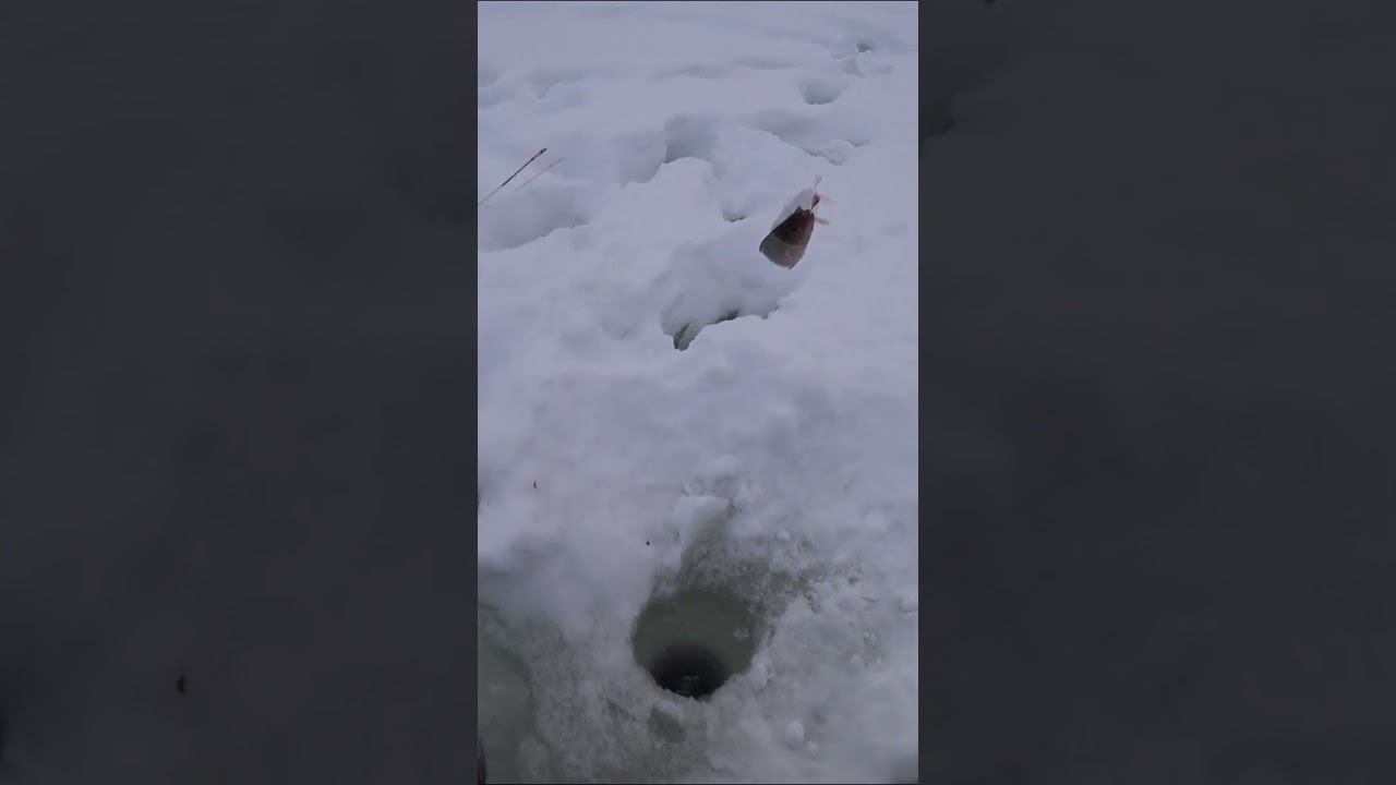 Зимняя рыбалка.Ловля окуня зимой на мотыля #рыбалка #fishing #fishingvideo #shortvideo смотреть онлайн
