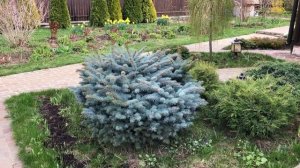 100 хвойных растений моего сада!Обзор сортов хвойных растений.