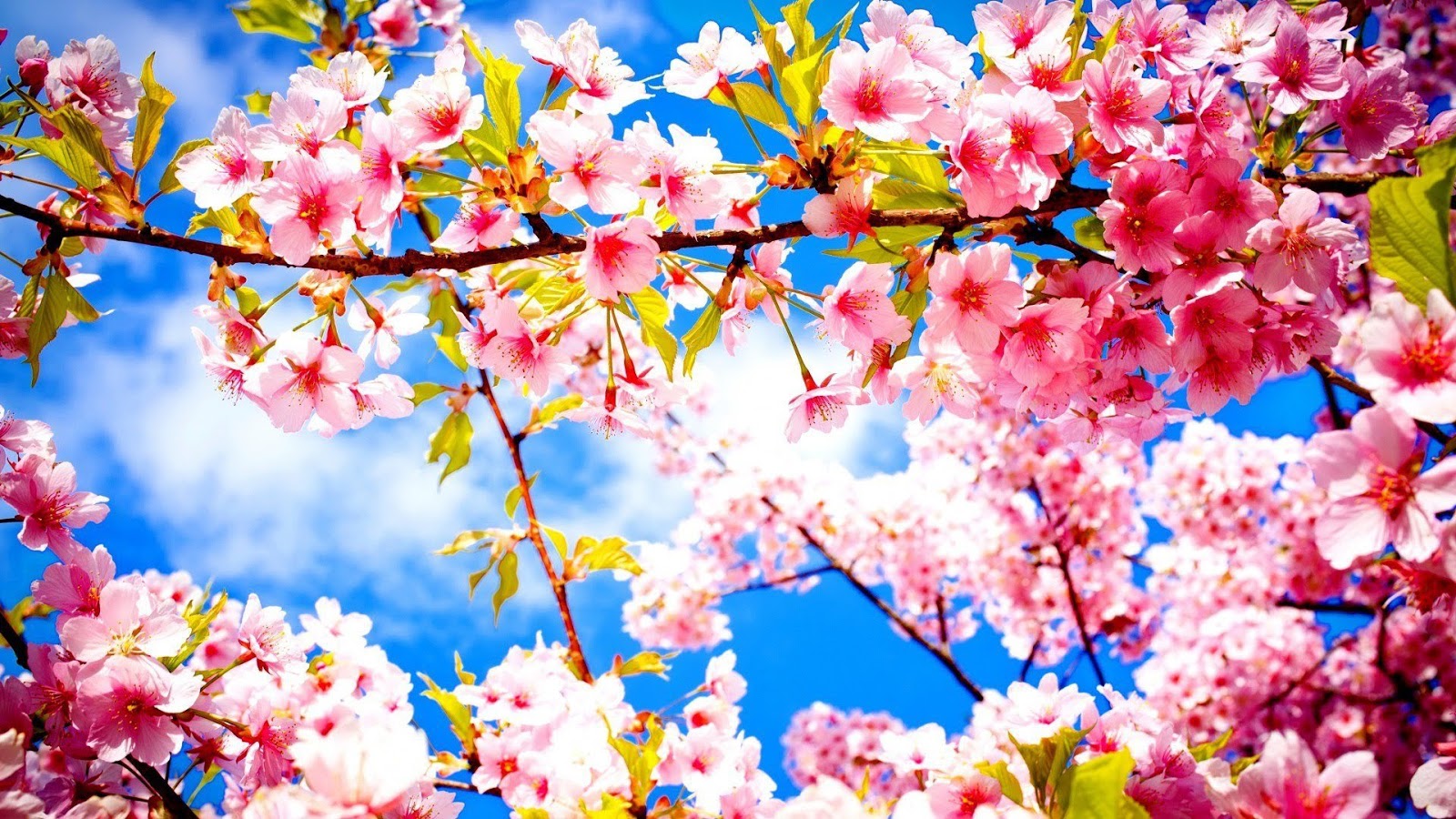 1 Час Расслабляющей Фортепианной Музыки [Релаксация, Йога, СПА, Массаж] смотреть онлайн