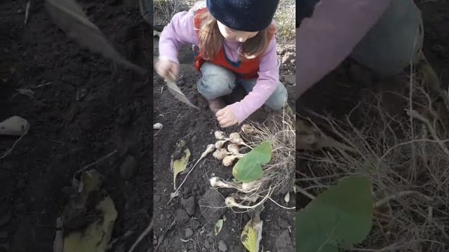 Милана помогает копать топинамбур (На даче в Якутске). Вертикальное видео: съемка с телефона. смотреть онлайн