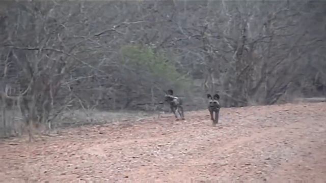Terrible Power Of Impala Horns | Male Lion Save Impala From Wild Dogs – Animals Save Other Animals