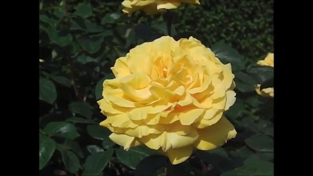 薔薇「ジーナロロブリジータ」×ROSE「Gina Lollobrigida」