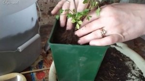 Как сохранить Клематисы до посадки.