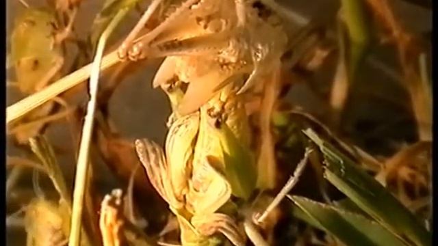 Линька саранчи. Нескучная жизнь. смотреть онлайн