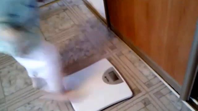 Девочка и Весы смотреть онлайн