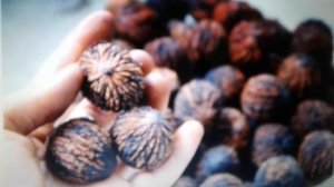 Чёрный орех: полезные свойства и противопоказания.