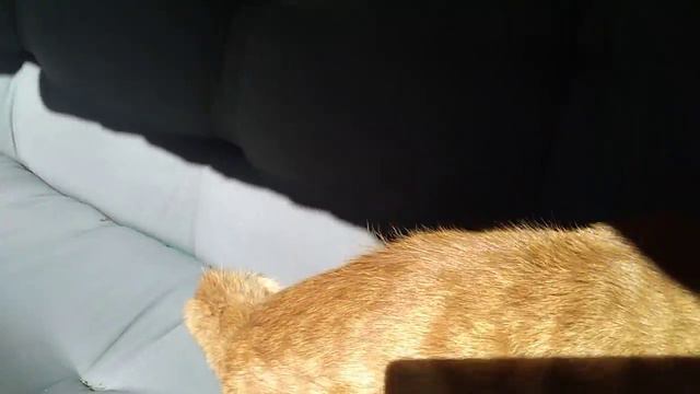 К нам пришло дикий кот (раньше был домашний) смотреть онлайн