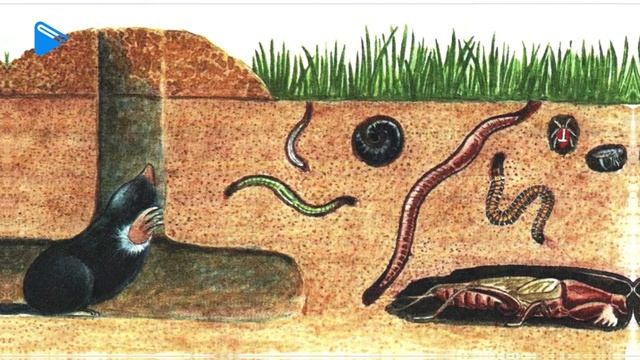 8 Класс - География - Образование почв и их разнообразие смотреть онлайн