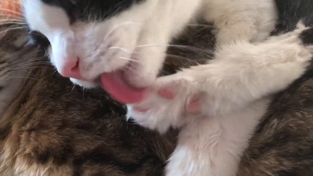 Кот лижет кошку АСМР 😻 Милота смотреть онлайн