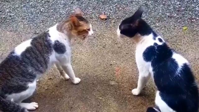 Play of Cats | Short Film | Full HD смотреть онлайн