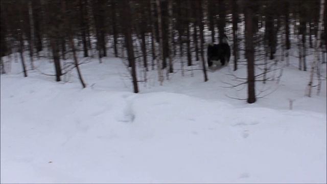 Американская акита в лесу смотреть онлайн