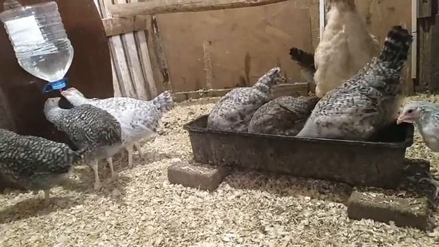 9 октября 2019г. КАК ЖИВУТ ЦЫПЛЯТА из отбраковочного яйца С КЛУШЕЙ смотреть онлайн