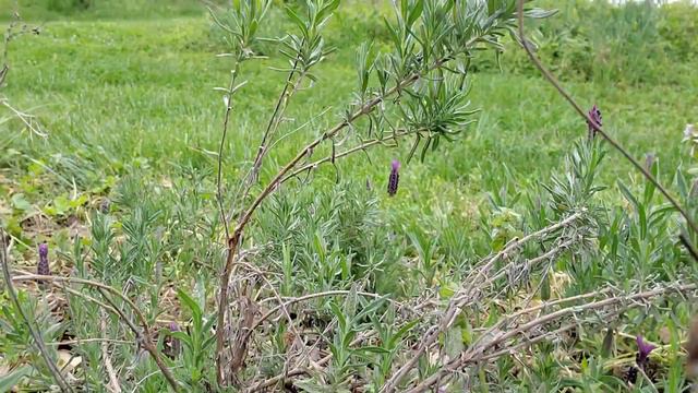 Rejuvenating a Lavender Plant Damaged from a Cold Winter, Fixing Lavender through Corrective Prunin смотреть онлайн