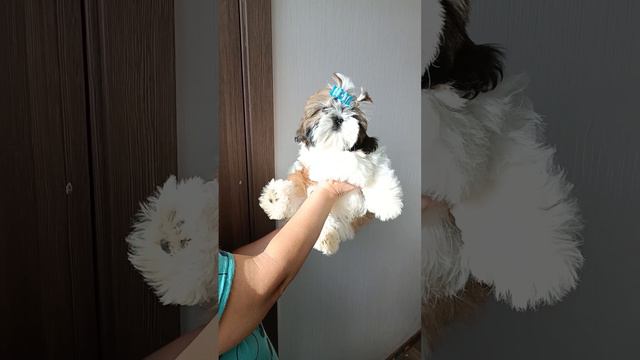 щенок ши тцу, мальчик. смотреть онлайн