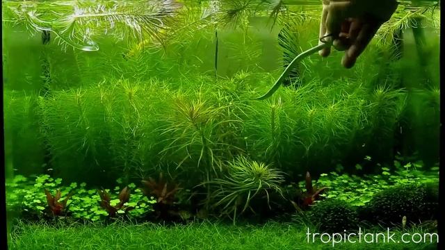 Pogostemon Erectus - Trimming смотреть онлайн
