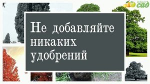 Посадка дуба - как правильно посадить дуб