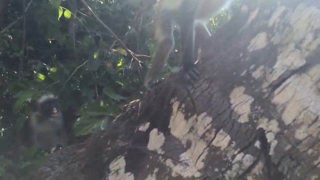 Red colobus monkey / Zanzibar nkj смотреть онлайн