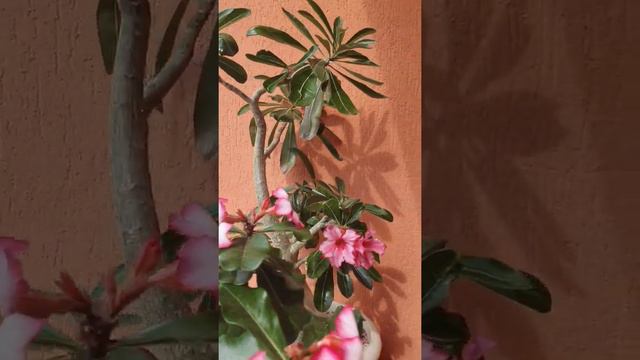 Опыление адениума естественным способом! возможно ли? смотреть онлайн