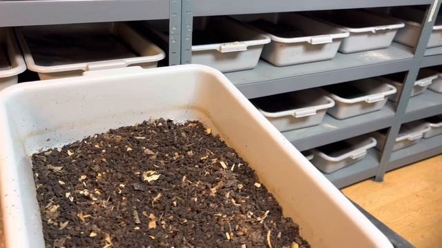 Working with the worms, starter colony, positive vibes #wormfarm #wormcomposting #redwigglers смотреть онлайн