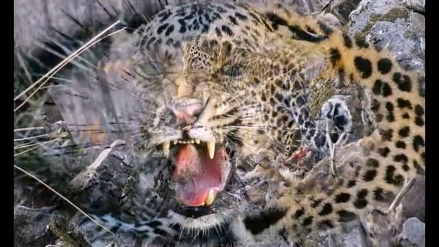 ЛЕОПАРД АМУРСКИЙ БАРС смотреть онлайн