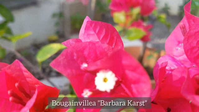 Bougainvillea Varieties смотреть онлайн