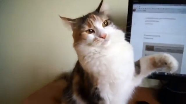 Кошка показывает свой бокс  Смешные приколы