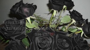 Хьо декъала войла?Макка Межиева