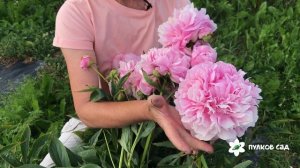 Зорька пион.  Пулков сад (2022 г)