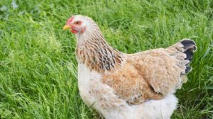 Разведение кур породы Фавероль как бизнес идея | Куры Фавероль