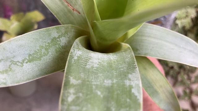 Brocchinia hechtioides パイナップル科の食虫植物！ смотреть онлайн