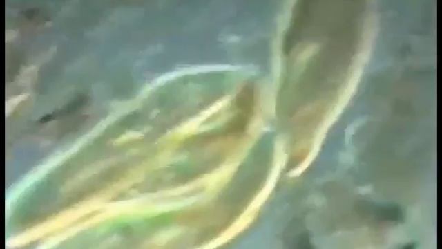 Артур Уайльдер Смит Происхождение смотреть онлайн